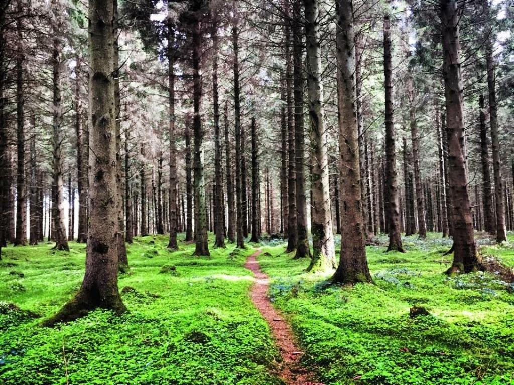 Lakeview Lodge B&B Blessington Bagian luar foto